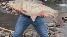 Catching a Giant Fish from a Small Canal!  #Fish #Fishing #BigFish #FishCatch #Amazing