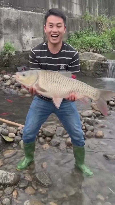 Catching a Giant Fish from a Small Canal!  #Fish #Fishing #BigFish #FishCatch #Amazing