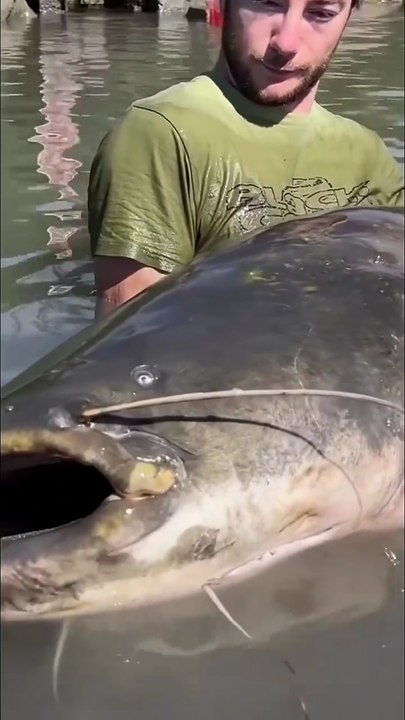 Catching a giant fish by hand #Fish #Fishing #BigFish #FishCatch #Amazing
