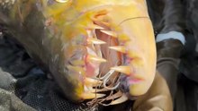 The Fish with Giant Teeth!  #fishing #bigfish #rivermonsters #goliathtigerfish