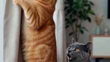 Lucu nya cats