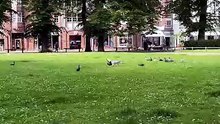 Un corvidé intervient et sauve un pigeon attaqué par un goéland à Rostock