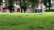 Incroyable sauvetage : Une corneille défend un pigeon face à un goéland déchaîné