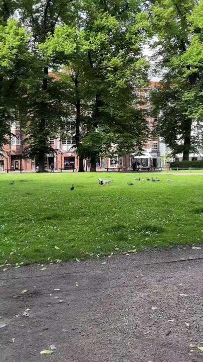 Incroyable sauvetage : Une corneille défend un pigeon face à un goéland déchaîné