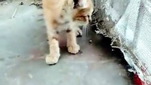 🐾 Tiny Ginger Kitten's Sweet Adventure 😻