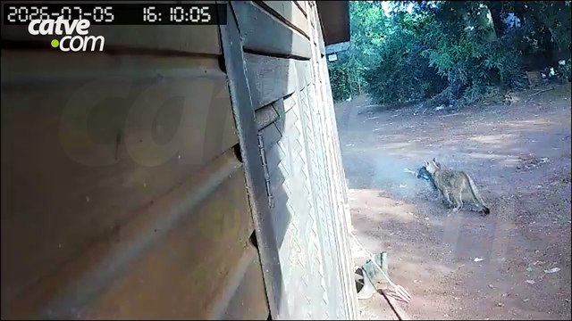 Após ataque que matou 34 ovelhas, onça-parda volta a ser filmada em Assis Chateaubriand