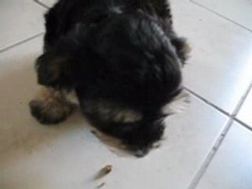 Forum bichon