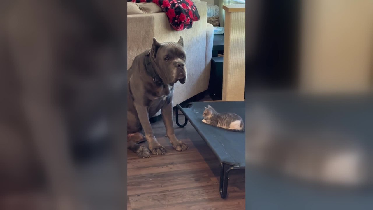Tiny Kitten Steals Giant Dog's Bed