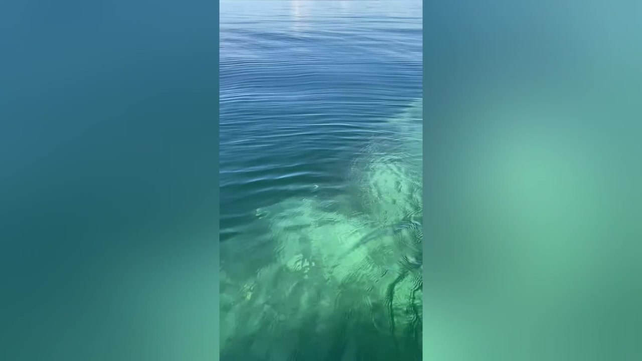 Humpback Whale Approaches Boat in Incredible Close Encounter