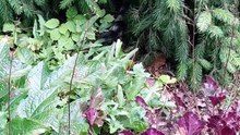 Can You find the tail? #cats #funnycats #catlovers