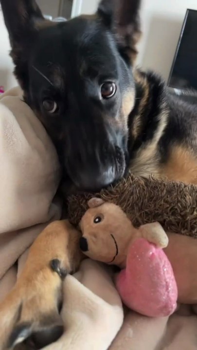 😍😍😍😍😍😍😍😍😍funny German Shepard dog #sweet German Shepard dog #funny #dogs follow me on daily motion channels