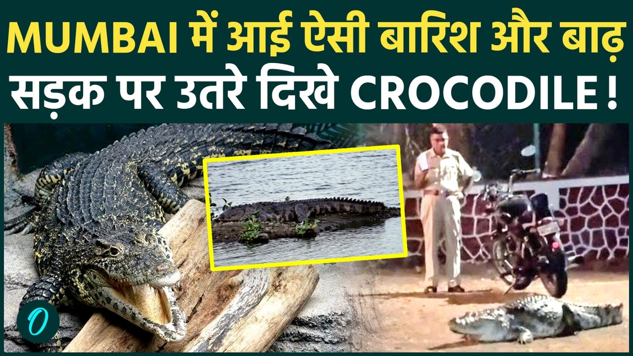 Mumbai में भयानक बारिश के बाद सड़क पर आया Crocodile: Video में दिखे मगरमछ ने कैसे मचाया तहलका !