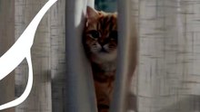 Cats in window funny cute
