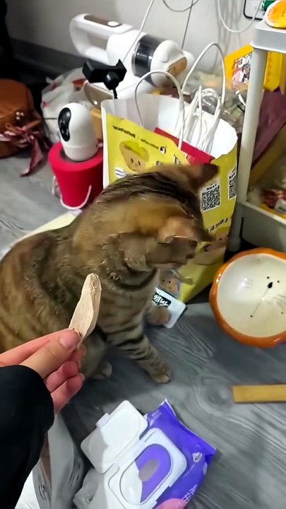 Nos amis les chats 🐱