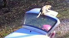 Cats fail