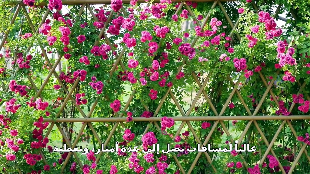 أنواع الورود