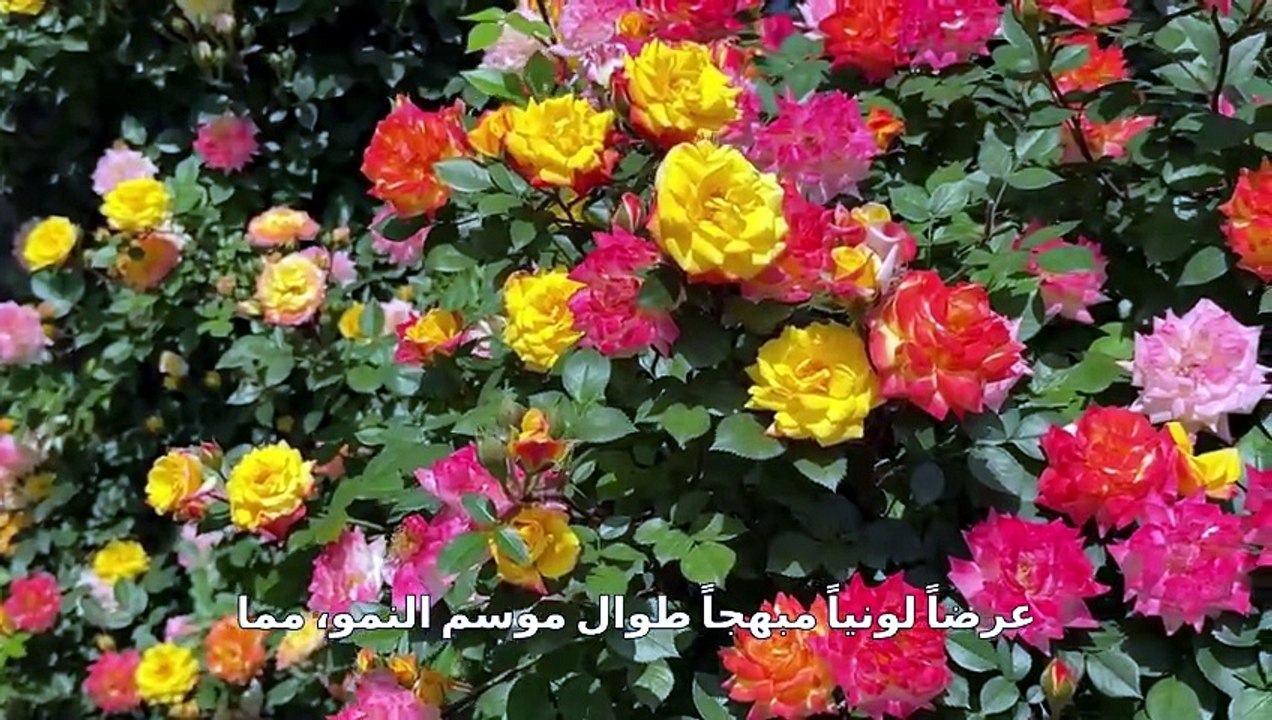 سحر الورود