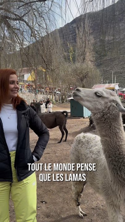 Pourquoi les lamas crachent vraiment ? 🦙