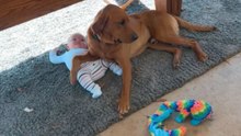 Loyal pup fiercely protects baby sister in heartwarming clip