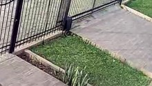 Javaporco flagrado em Soledade