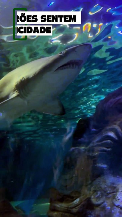 🦈 O TUBARÃO SENTE VOCÊ SEM TE VER?!