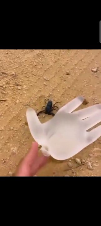 What Happens When a Scorpion Attacks a Protective Glove?