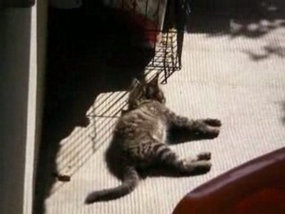 Chaton 0608 009