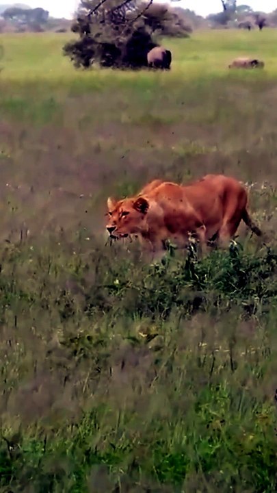 Intense Wildlife Footage Of Lion Pride Coordinating Perfect Ambush On Antelope In The Wild