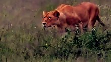 Intense Wildlife Footage Of Lion Pride Coordinating Perfect Ambush On Antelope In The Wild