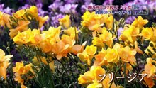 [初]遠くへ行きたい「陣内貴美子が八丈島へ 絶品しいたけに島寿司＆癒やしの植物」2026.05.10 WEBDL-Cosmo