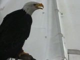 Aigle Pygargue à tête blanche