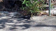 Mertens' water monitor