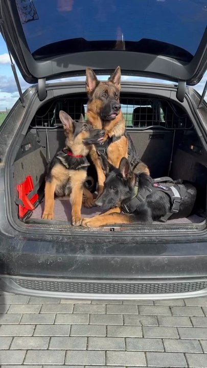 Funny German shepherd puppies 😍😍😍😍😍😍😍😍🐾🐾🐾🐾🐾🐾🐾🐾🐾🐾🐾🐾🐾