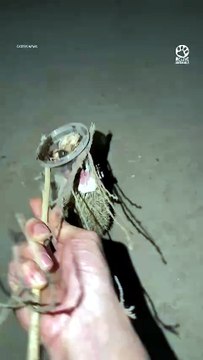 Kind Man Rescues Hedgehog 💕#Hedgehog #WildlifeRescue #AnimalRescue #Kindness #SaveAnimals #Wildlife #Nature #AnimalLover #RescueStory #Compassion #Animals #CuteAnimals #NatureLovers #Inspiration #Shorts