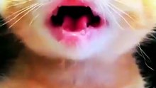 REAÇÃO DO SEU GATO COM ESSE ÁUDIO! 🐾