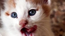 gato maluco