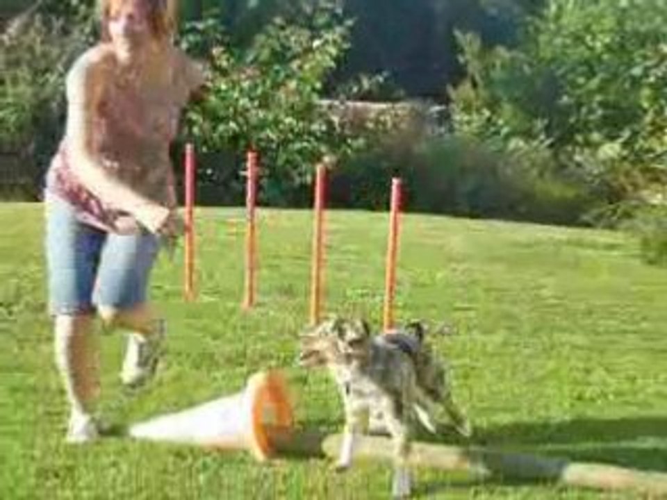 Parcours d'agility Cookaï