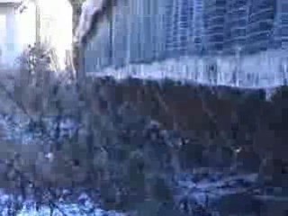 Finnish Fur Farm Investigation