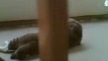 Laying down kat