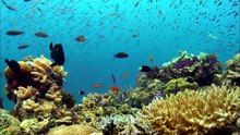 建造者 Builders @ Great Barrier Reef 大堡礁的秘密