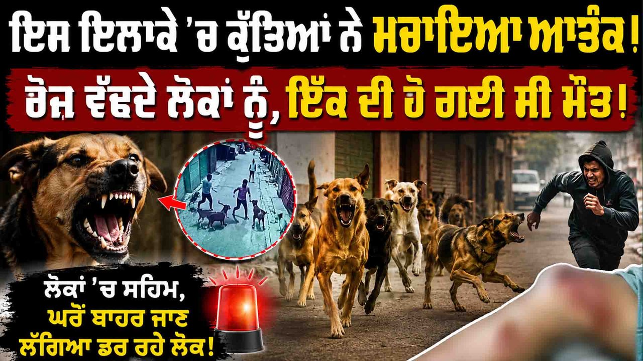 ਇਸ ਇਲਾਕੇ 'ਚ ਕੁੱਤਿਆਂ ਨੇ ਮਚਾਇਆ ਆਤੰਕ ! ਰੋਜ ਵੱਢਦੇ ਲੋਕਾਂ ਨੂੰ,ਇੱਕ ਦੀ ਹੋ ਗਈ ਸੀ ਮੌ'ਤ ! ਲੋਕਾਂ 'ਚ ਸਹਿਮ !