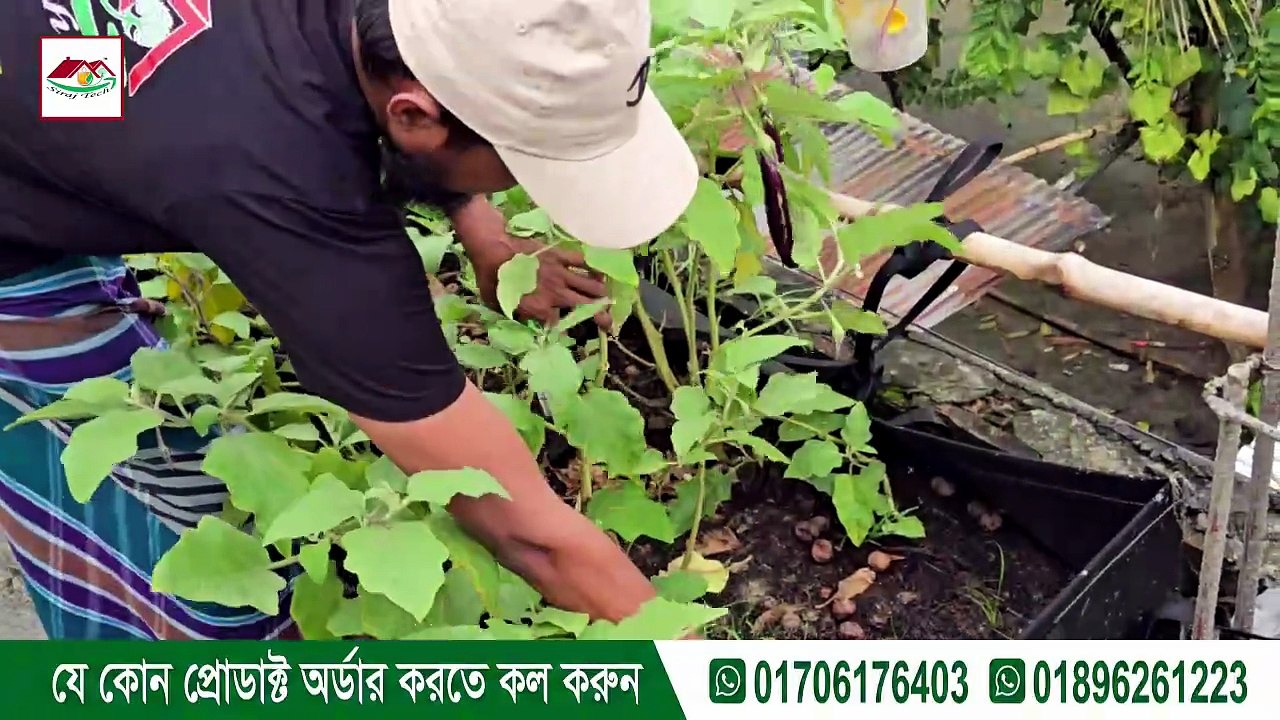 জিও বেডে বেগুন গাছ লাগানোর সঠিক উপায় | বিস্তারিত জানুন