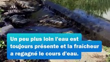 En Moselle, la sécheresse se ressent déjà sur les cours d'eau.