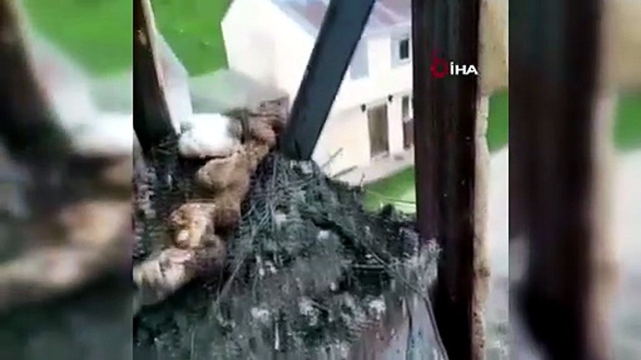 Minare yıkımı ertelendi! İmamdan güvercin yavru...