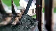 Minare yıkımı ertelendi! İmamdan güvercin yavruları için yürek ısıtan karar