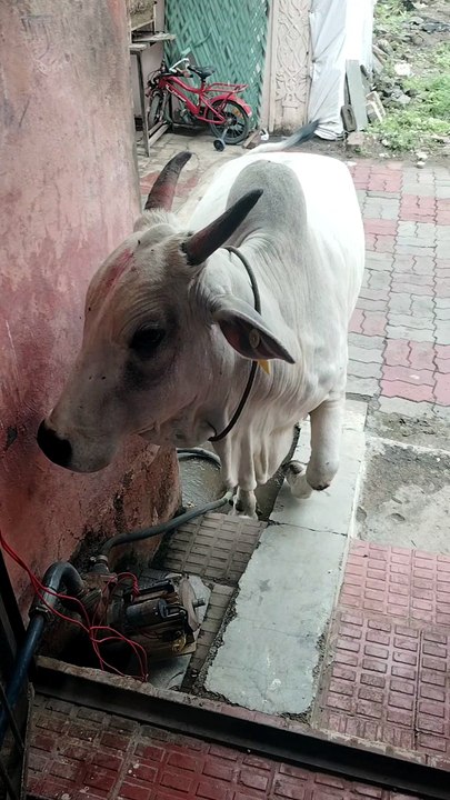 Beautiful cow