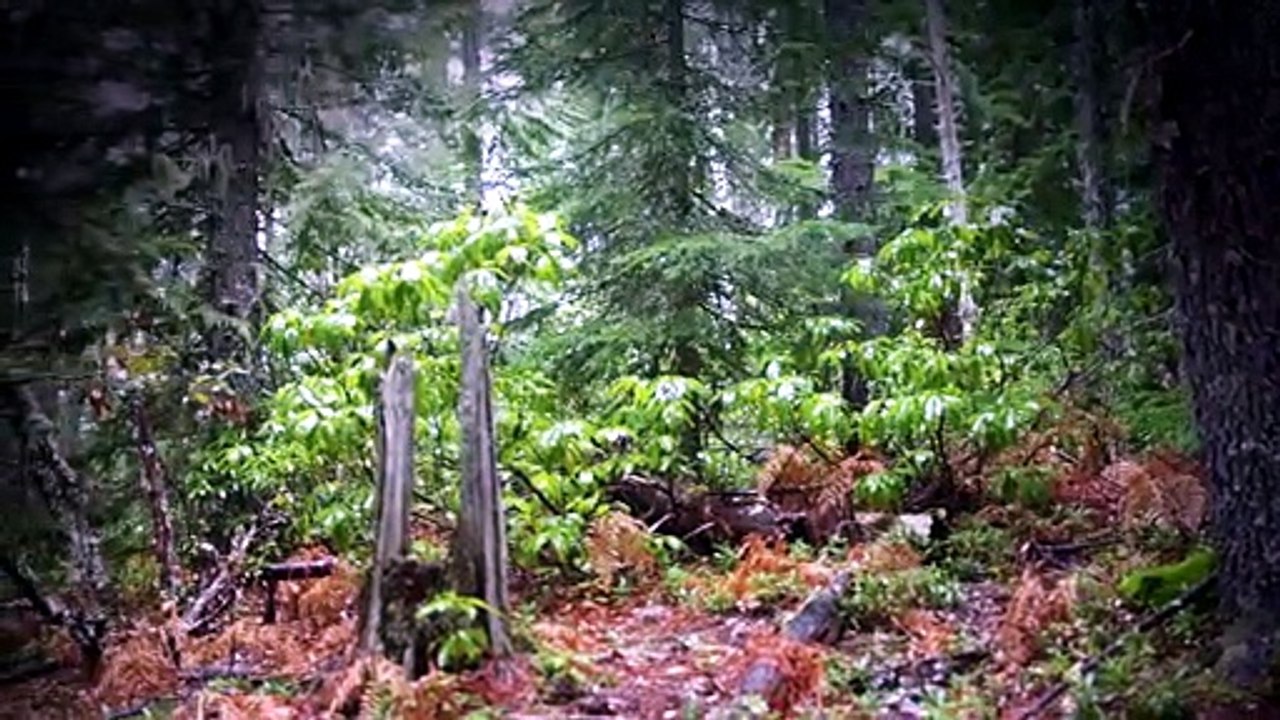 The Proof Is Out There Unexplained Edition S02E06 Cryptid Creatures
