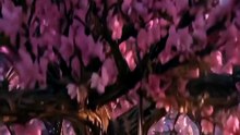 Stunning Celestial Garden | Surreal Fantasy Dream