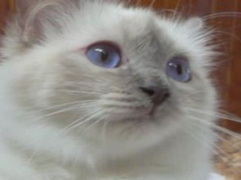 chana (sacré de birmanie lilac) 1 an de bonheur