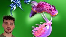 Cette limace est CLEPTOMANE ! #limace #kirby #plante #animaux #nature
